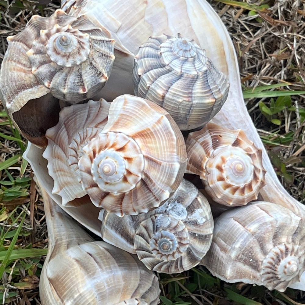 Natural Seashell Collection, set of 5 Florida lightning whelk shells 3”-12” - Picture 2 of 7